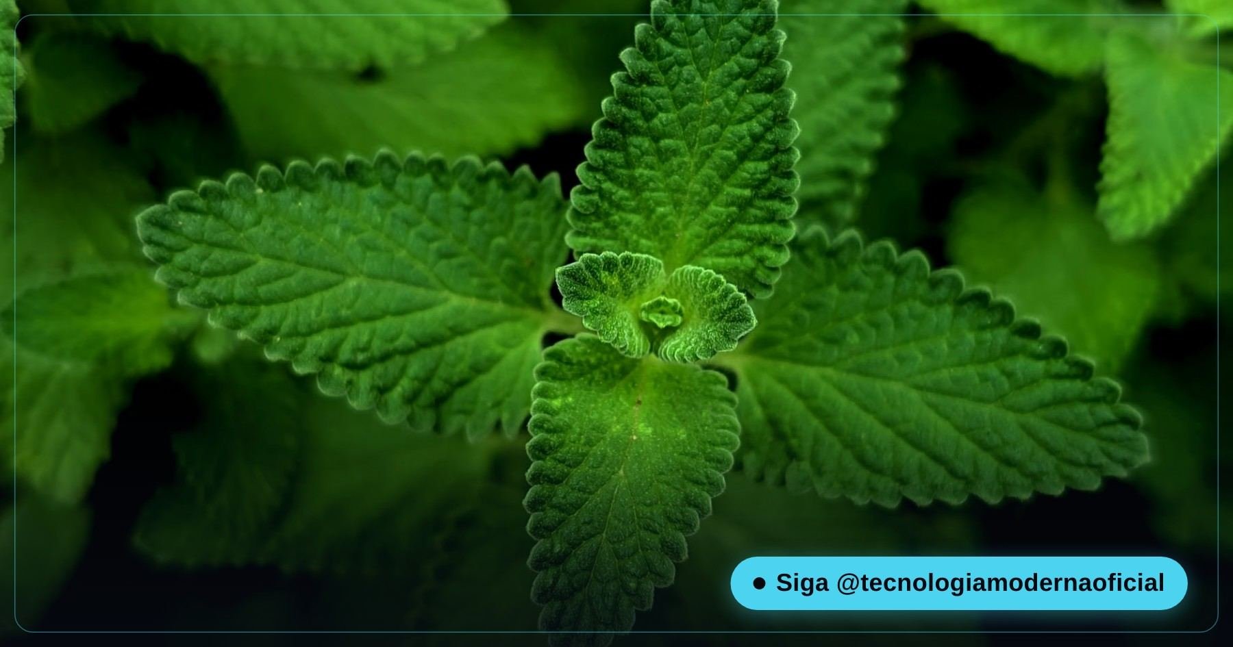 Área de trabalho do Linux Mint com o ambiente Cinnamon, parecido com o Windows